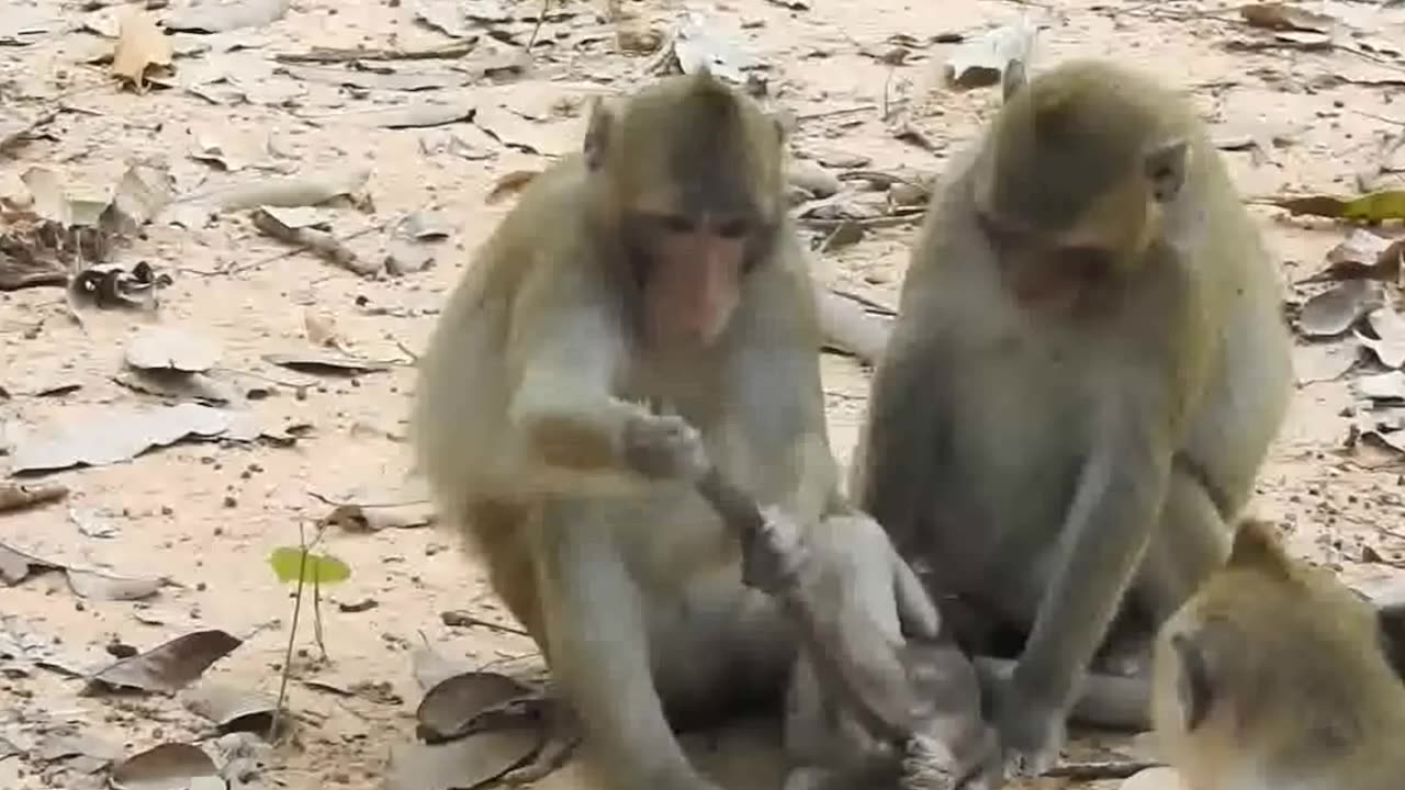 Little monkey is kidnapped and tortured.
