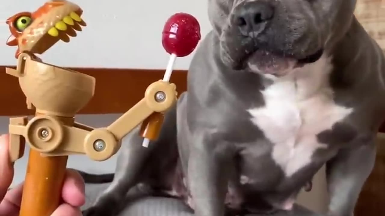 Comprei um Brinquedo Nove para minha American Bully😂😂