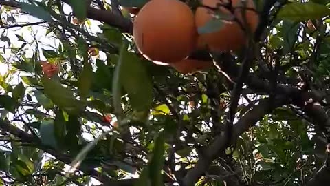 Redblood Orange Tree