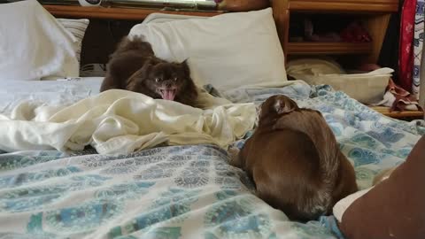 Chihuahua Playtime with Simba and Coco part 3