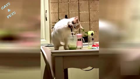 Cat Comedy video 2022 funnycat