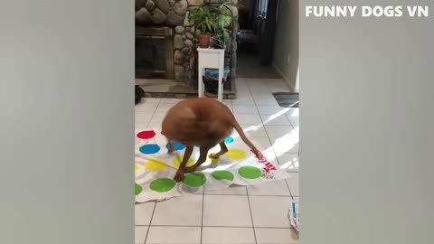 Funny animal