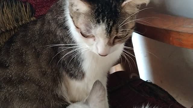 mother cat breastfeeding her kitten