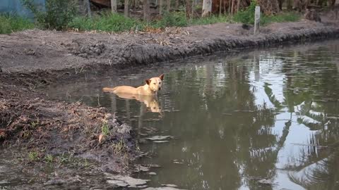 What a cleaver dog😍👏