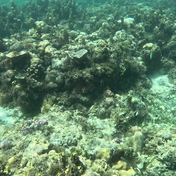 Serene Adventures: A Perfect Day of Snorkeling