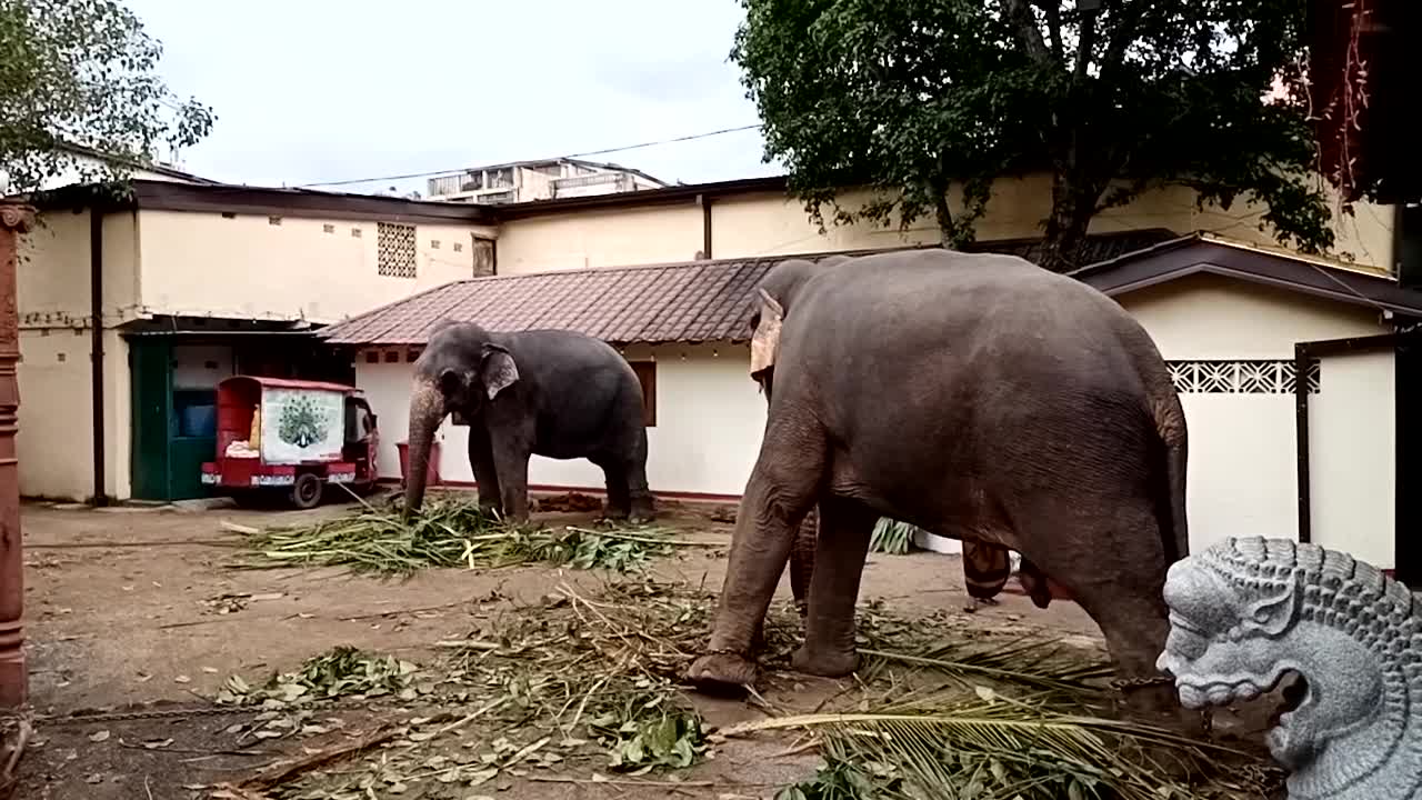 tame elephant