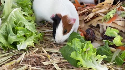 Guinea pig herd loving a snacklovely