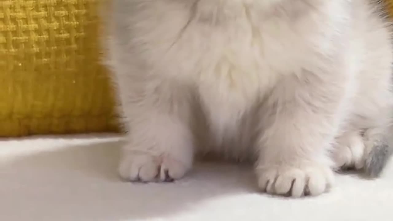 cute kitten