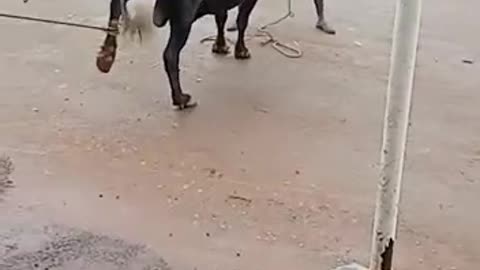 Long horn bull riding