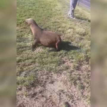 Seal found on Jakes Gerwel Drive in Cape Town during early morning traffic