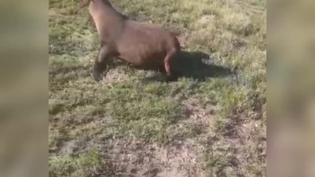 Seal found on Jakes Gerwel Drive in Cape Town during early morning traffic