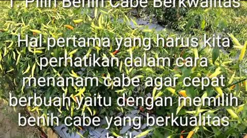 Cara menanam pohon cabe