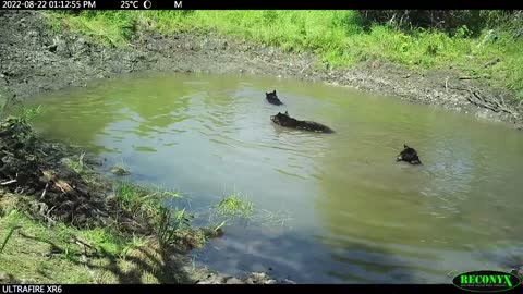 Bear Family Enjoys Splashing and Playing Around Conservation Area