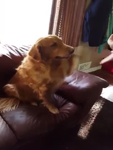 Golden Retriever knows difference between left and right paw
