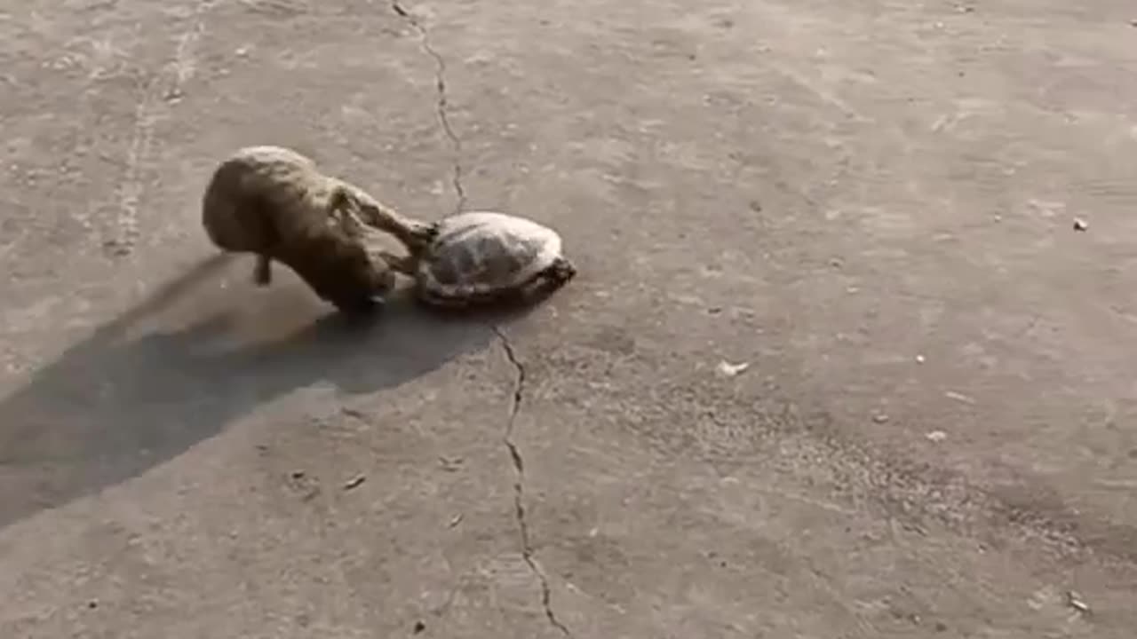 A turtle bites a cat 😭😂