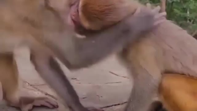 Romantic Monkey 🐒🐵🐵🐵🐒🐒|Funny video|Funny Monkey |Tag your bestie