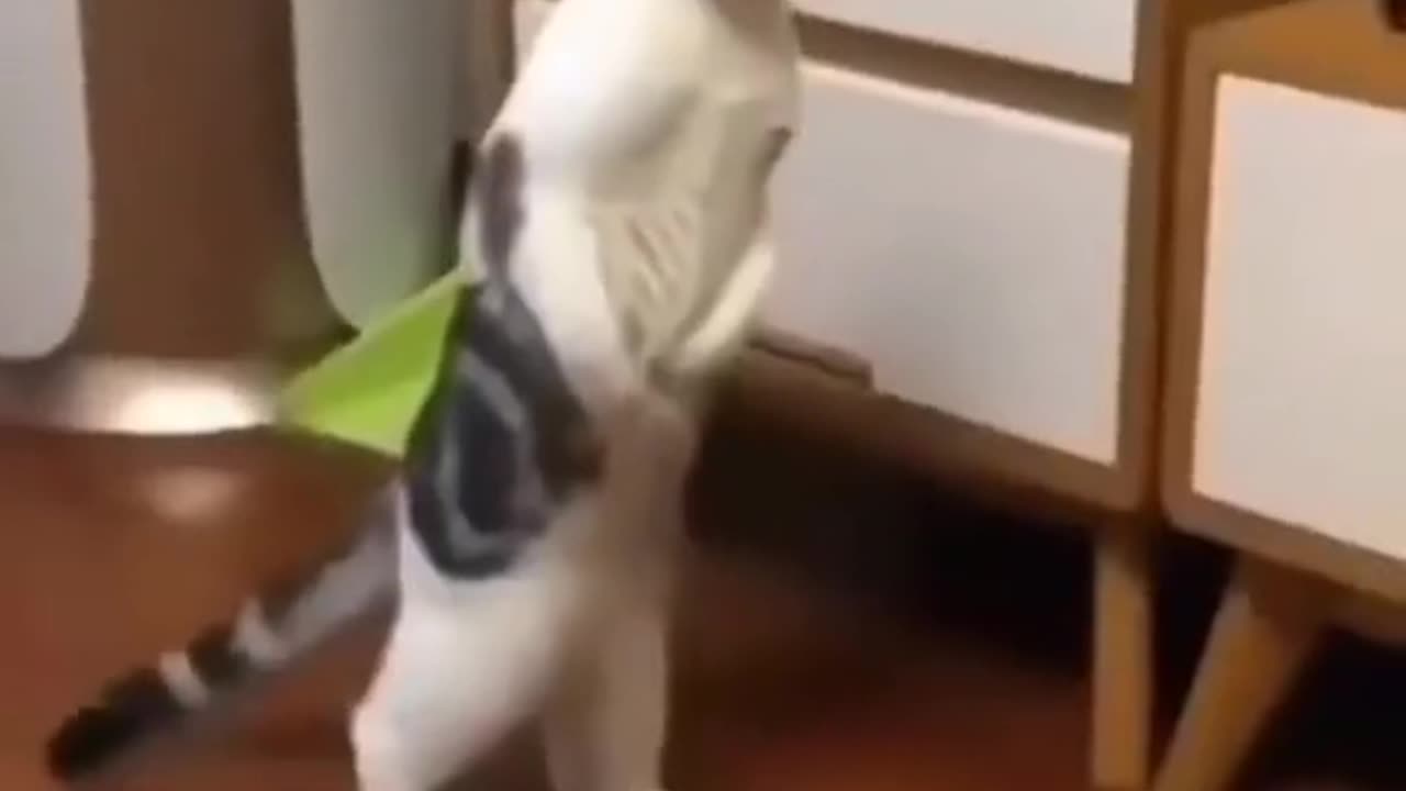 Cute and funny cat video.