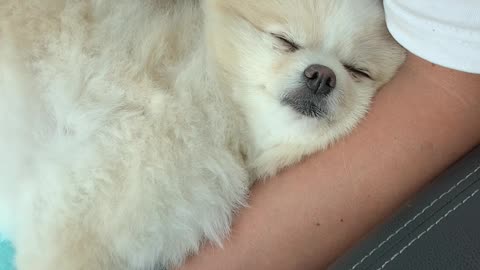 pomeranian feel sleepy