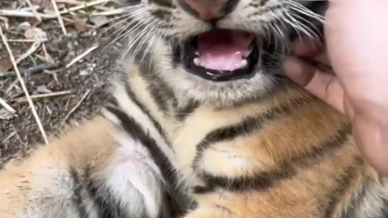 Beautiful 2 month Old Tiger Cub