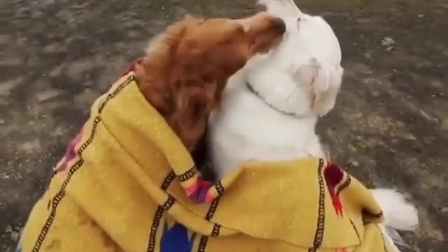 Two dogs are looking at the scenery.