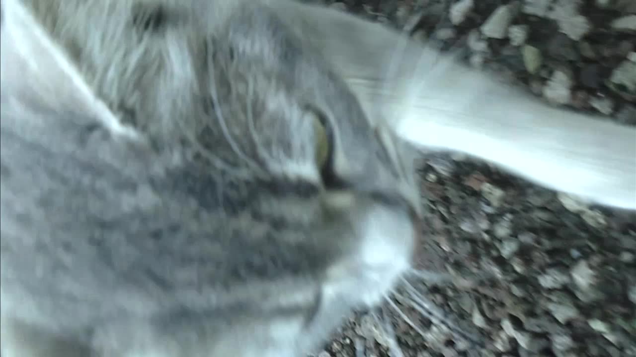 Cat sniffed at a Zuchini