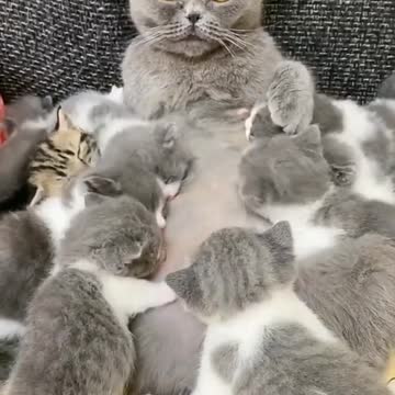 Cute cat eating milk