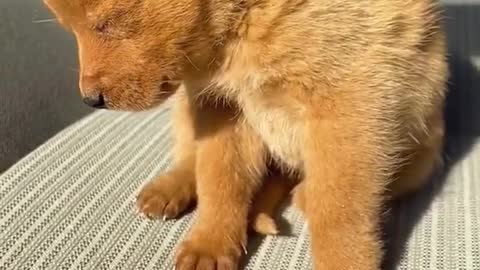 Video dog
