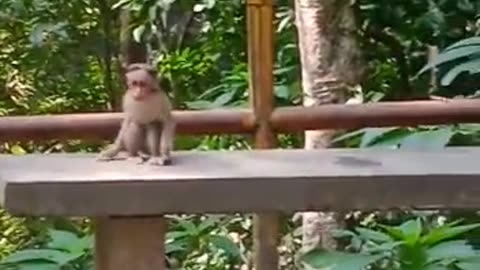 monkey playing video