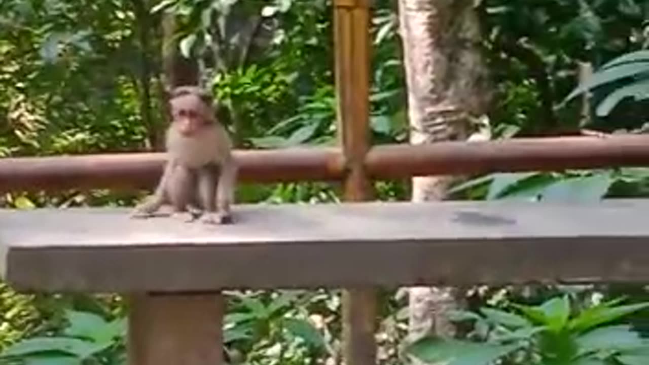 monkey playing video