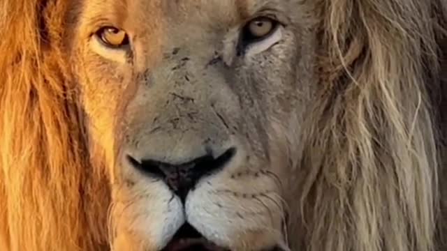 Visual shock # animals # lions # science