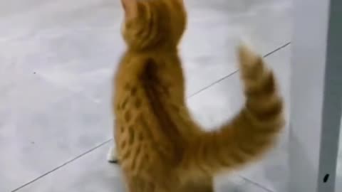Funny Video