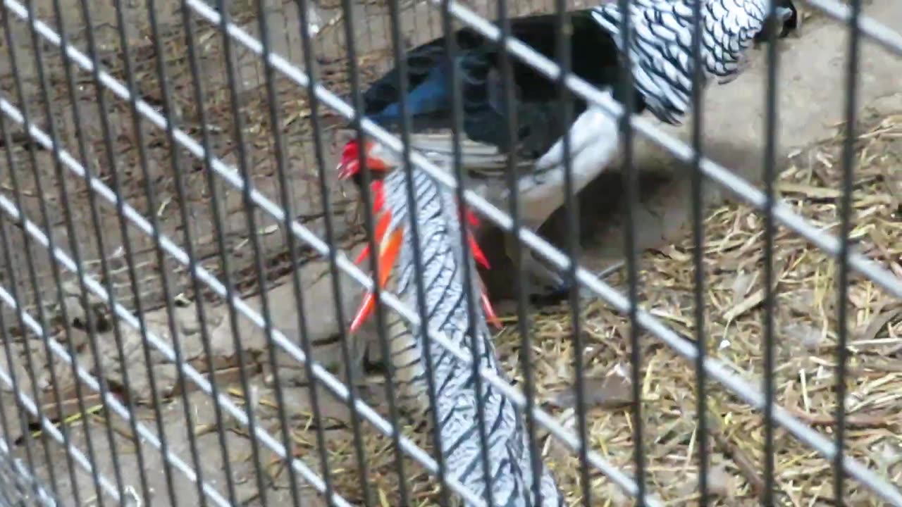 Gambel quail chicks, about 35 days old