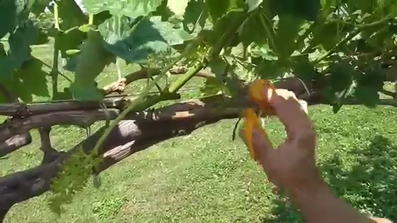 Japan Shine Muscat Grape Farm and Harvest - Milk Grape - Amazing Japan Grape Agriculture