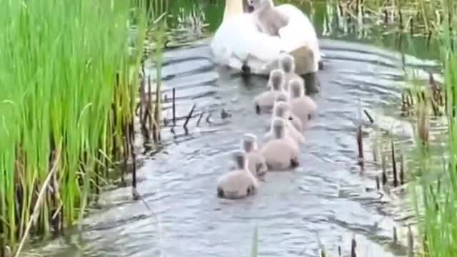 Duck carrying its baby on its back