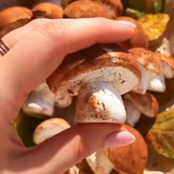 «ЗЕФИРНЫЕ ГРИБЫ»