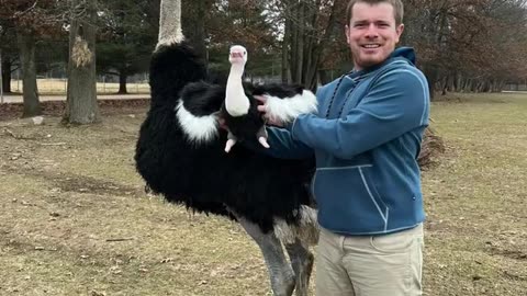 Ostrich Dancing with his Plushie Lookalike! Petsies©