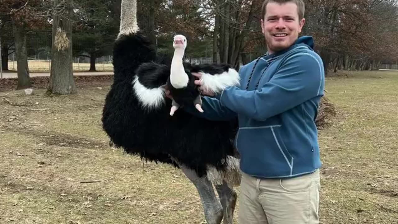 Ostrich Dancing with his Plushie Lookalike! Petsies©