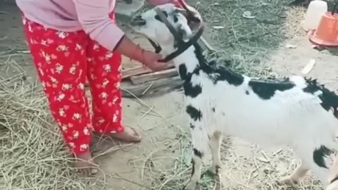 funny goat