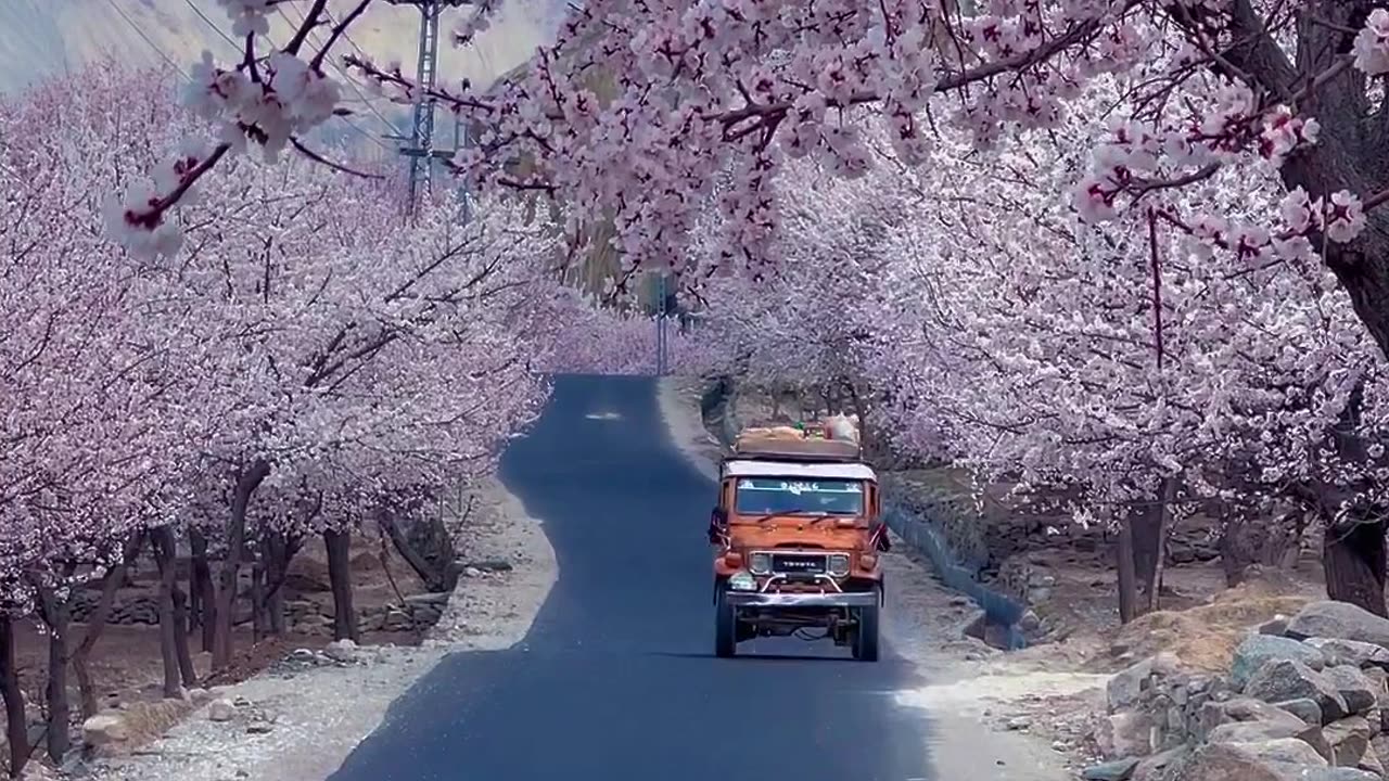 Apricot Blossum