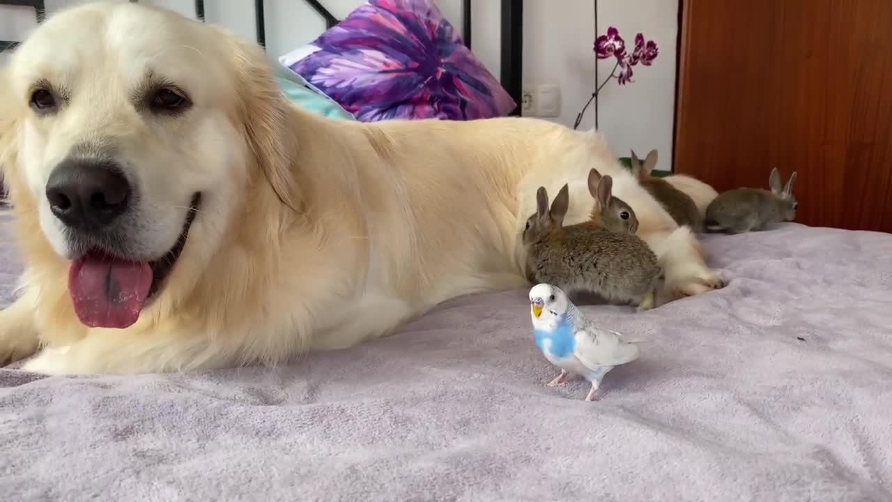 Cute Baby Bunnies think the Golden Retriever is their Mother lucky