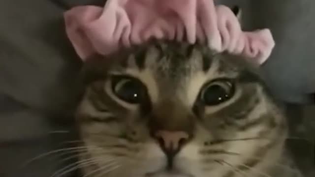 Funny and Cute Animals🤣🐱‍🐉🐱‍🐉