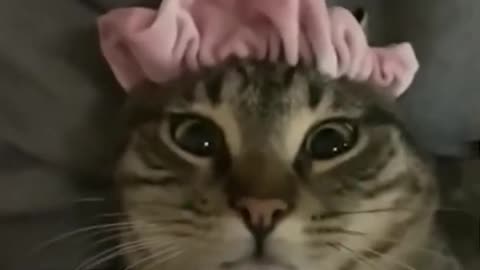 Funny and Cute Animals🤣🐱‍🐉🐱‍🐉