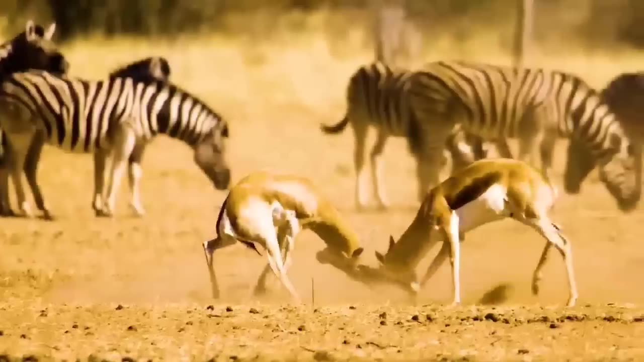 When Animals Messed With The Wrong Opponent! - When Animals Go On A Rampage | Animal Fights!