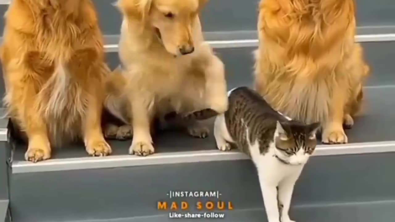 Cute video dogs and cat having picture together