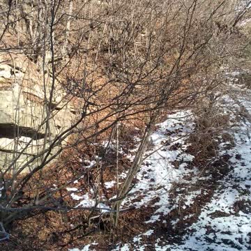 Зима в лесу