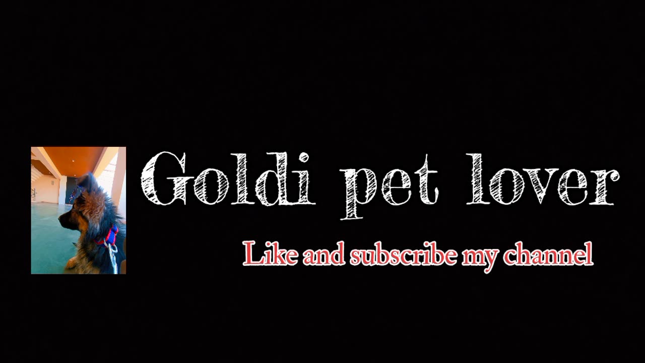 Goldi pet lover