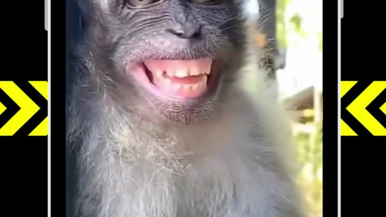 Crazy monkey