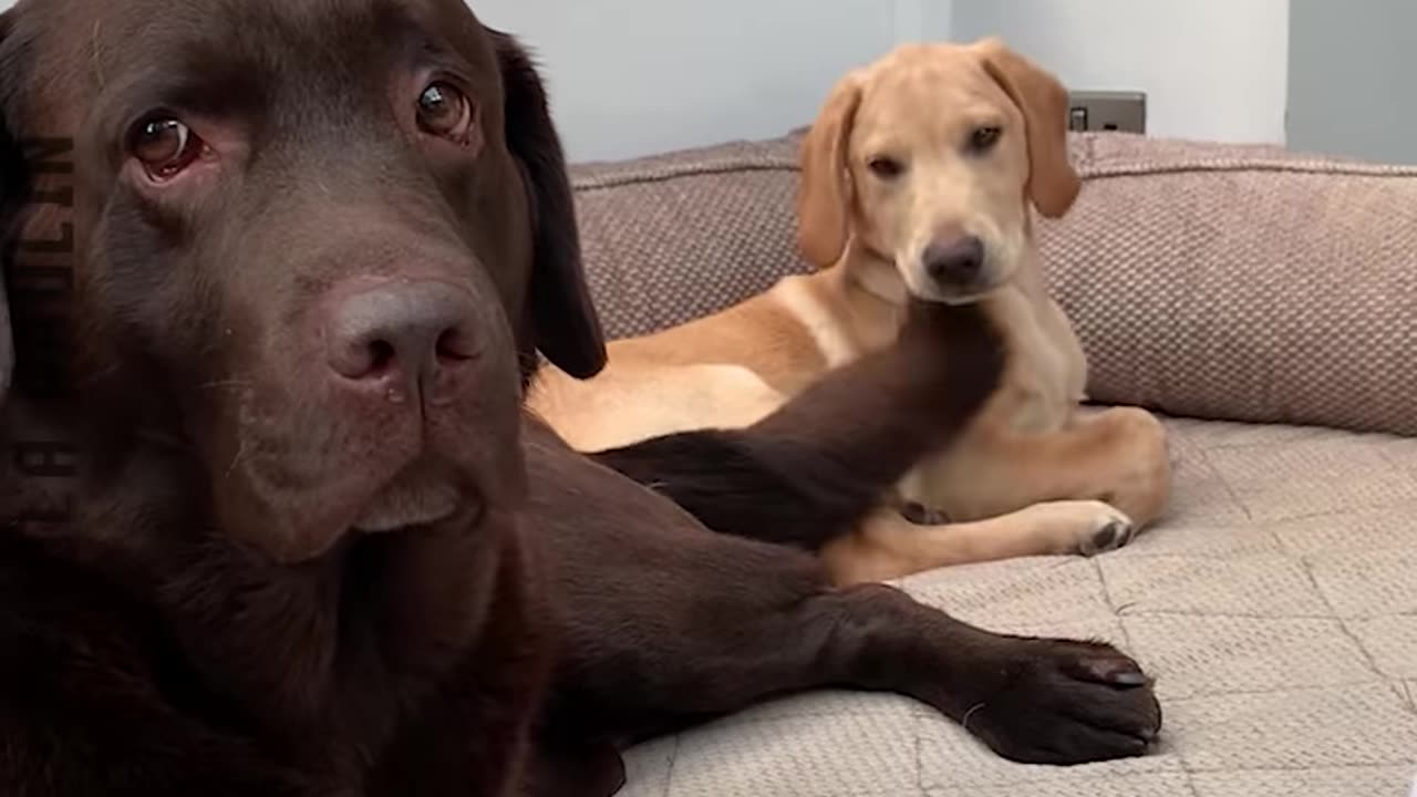 10 Funny Dog Vines