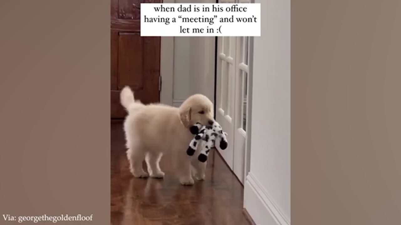 Animals make everything COOL 🤣 New Funny ANIMALS Videos 😹🐶