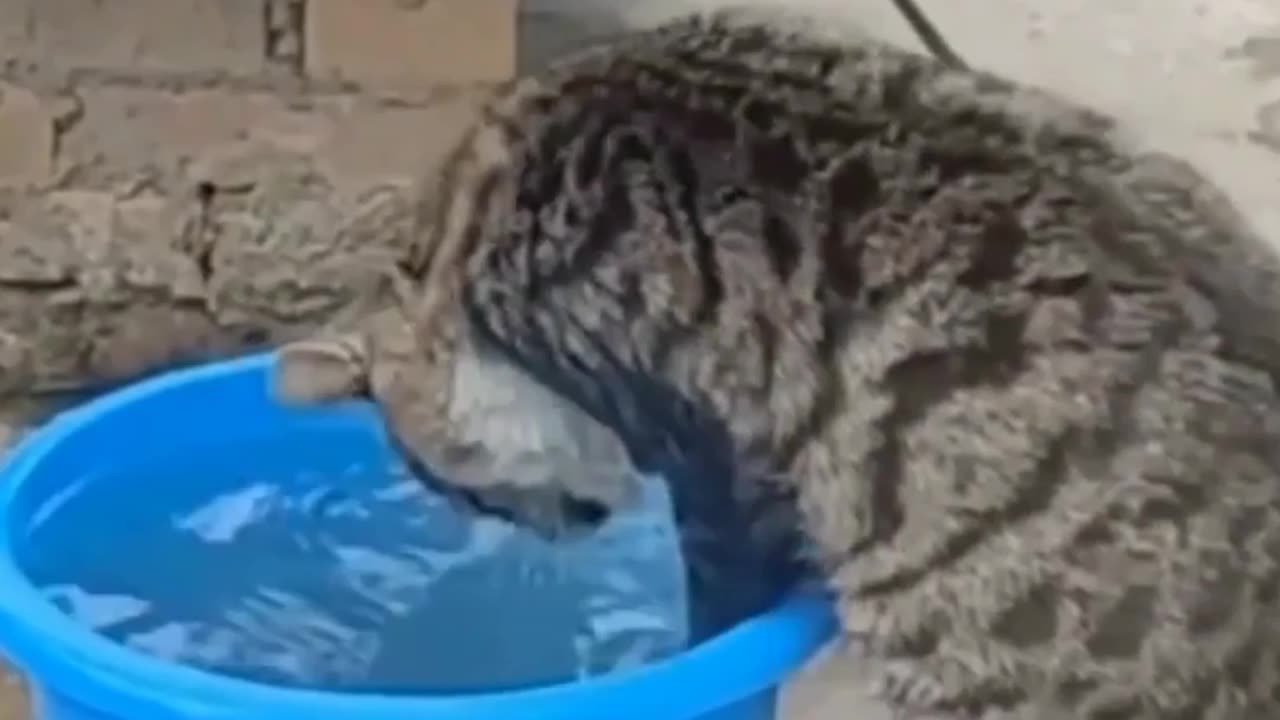 Cat fun with water 💦